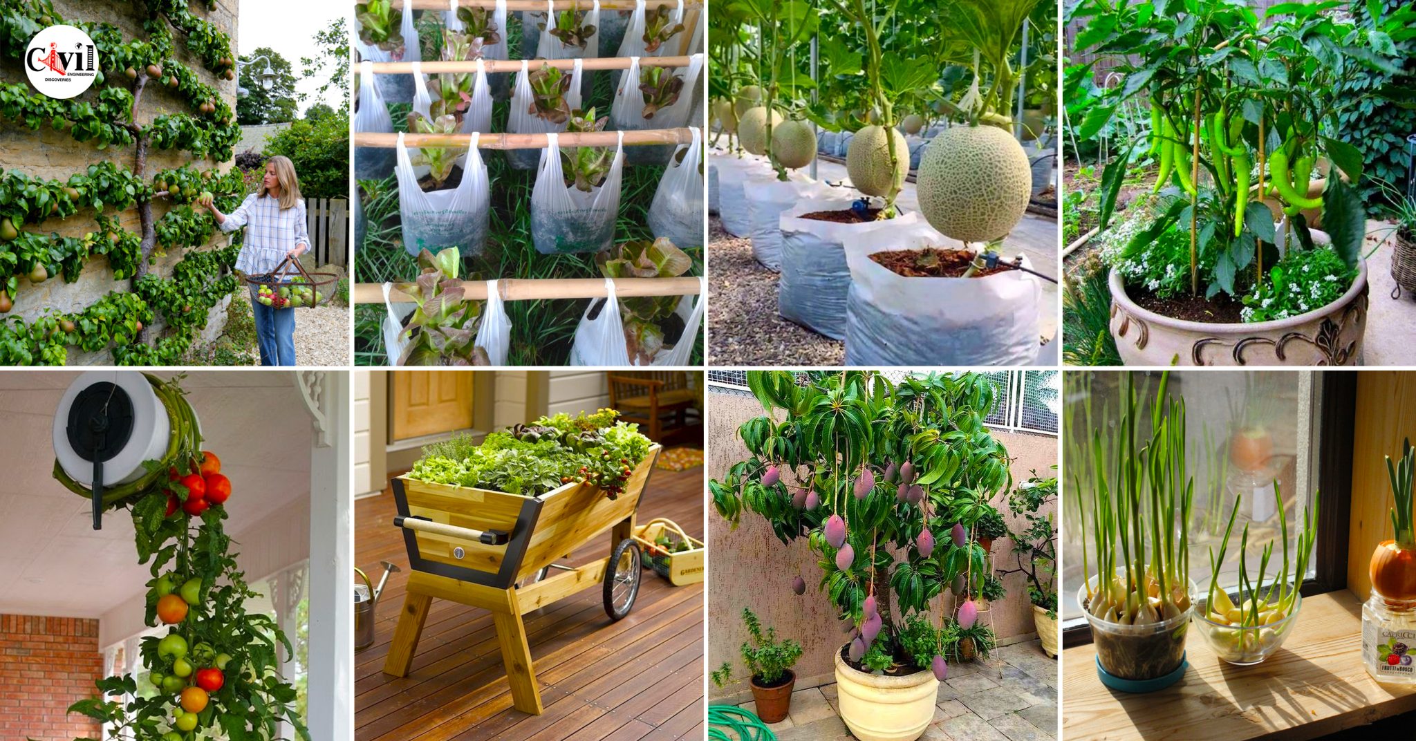 how-to-grow-fresh-and-healthy-vegetables-at-home