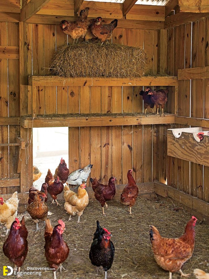 12-engineering-discoveries-diy-pvc-chicken-feeders-an-affordable-and-efficient-chicken-coop-solution.jpg