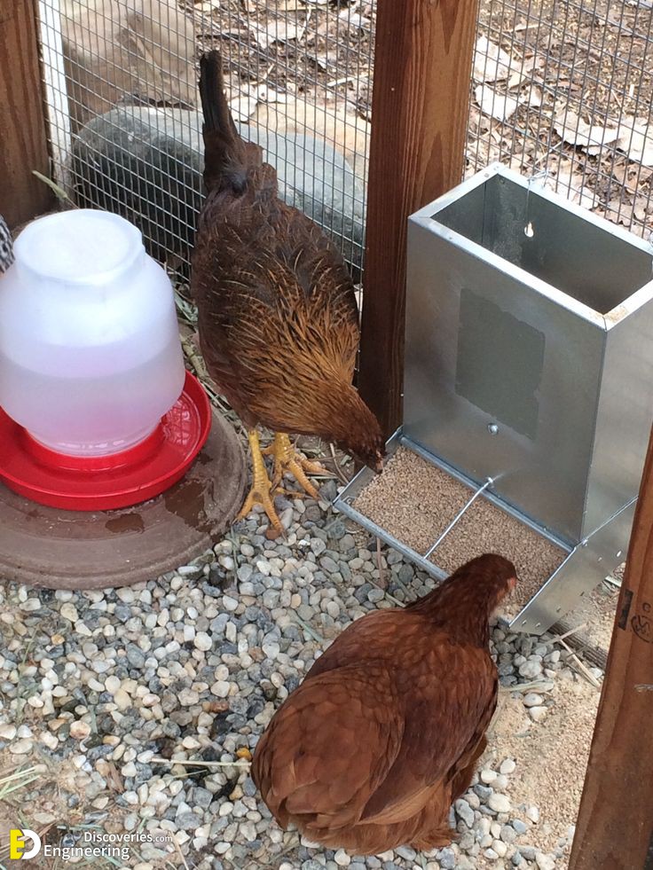 14-engineering-discoveries-diy-pvc-chicken-feeders-an-affordable-and-efficient-chicken-coop-solution.jpg