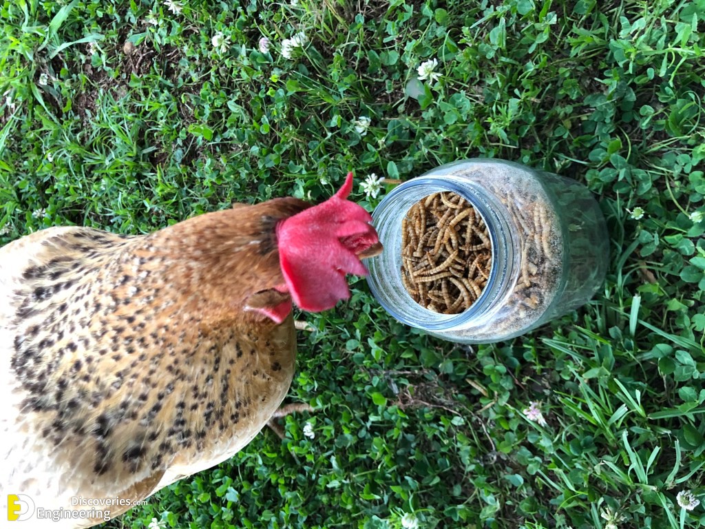 34-engineering-discoveries-35-amazing-pvc-pipe-hacks-for-the-ultimate-feeder.jpg