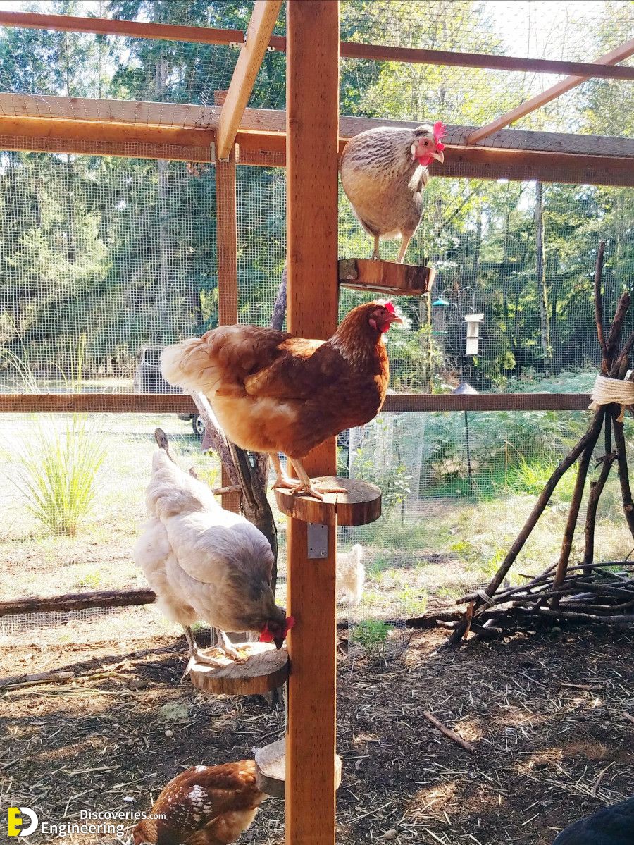 14-engineering-discoveries-diy-chicken-coop-plans-you-can-build-easy.jpg