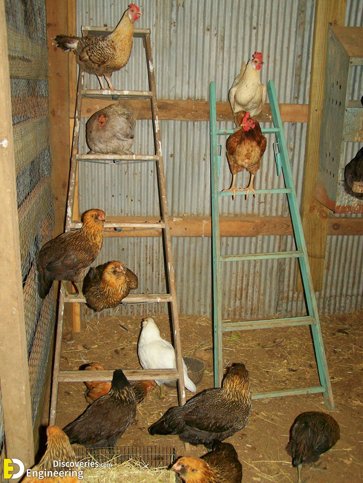 15-engineering-discoveries-diy-chicken-coop-plans-you-can-build-easy.jpg