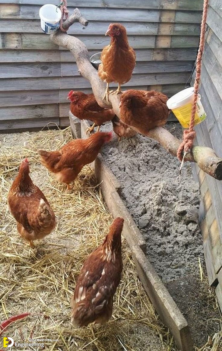 19-engineering-discoveries-diy-chicken-coop-plans-you-can-build-easy.jpg