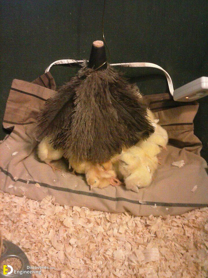 28-engineering-discoveries-diy-chicken-coop-plans-you-can-build-easy.jpg