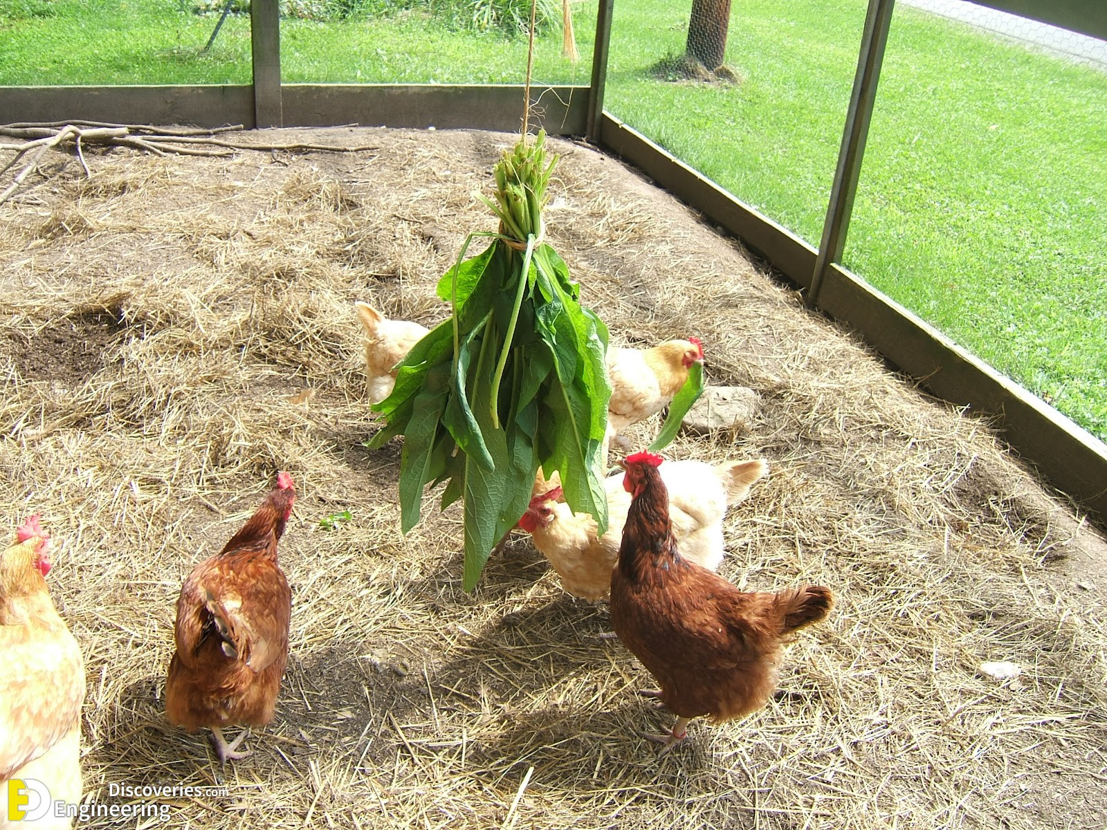 41-engineering-discoveries-diy-chicken-coop-plans-you-can-build-easy.jpg
