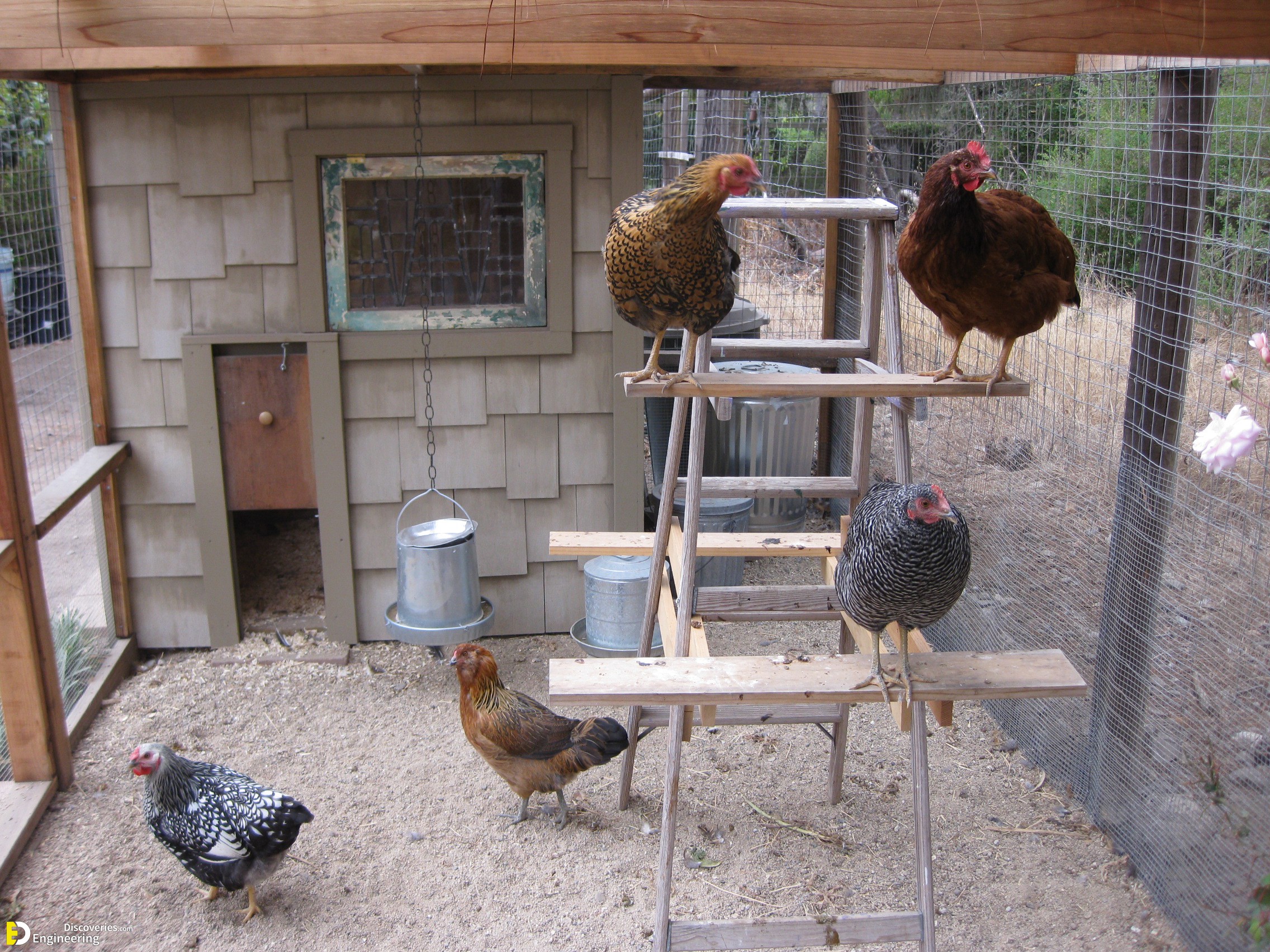 42-engineering-discoveries-diy-chicken-coop-plans-you-can-build-easy.jpg