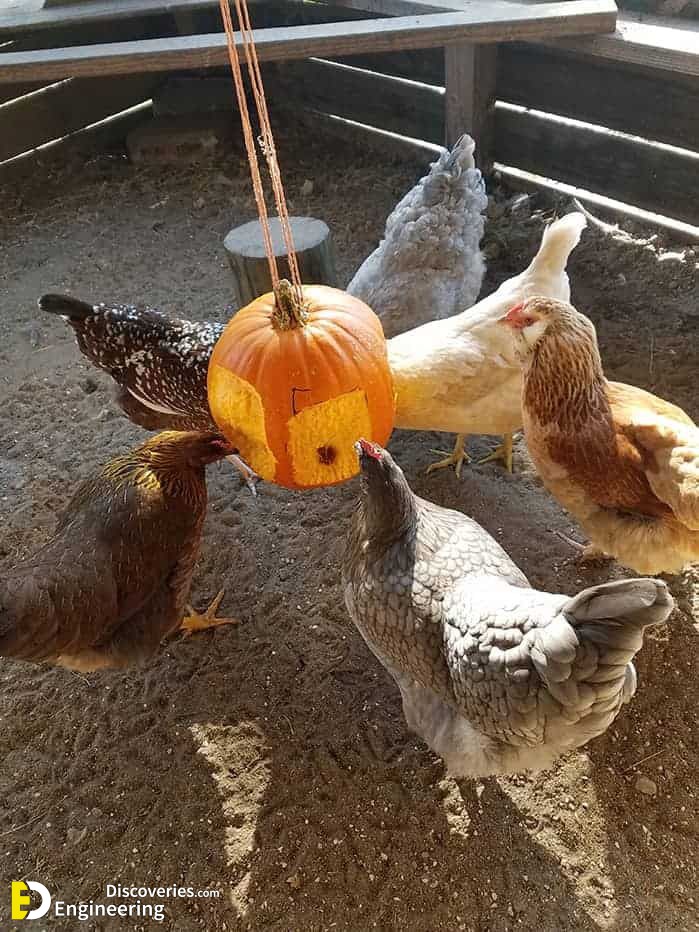 7-engineering-discoveries-diy-chicken-coop-plans-you-can-build-easy.jpg