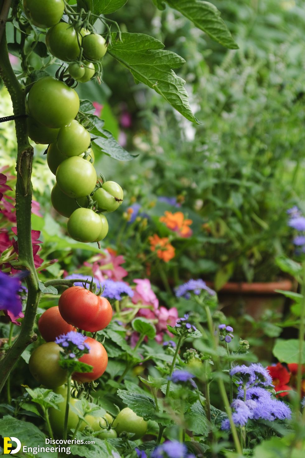 24-engineering-discoveries-budget-friendly-ways-to-create-a-dreamy-small-garden.jpg