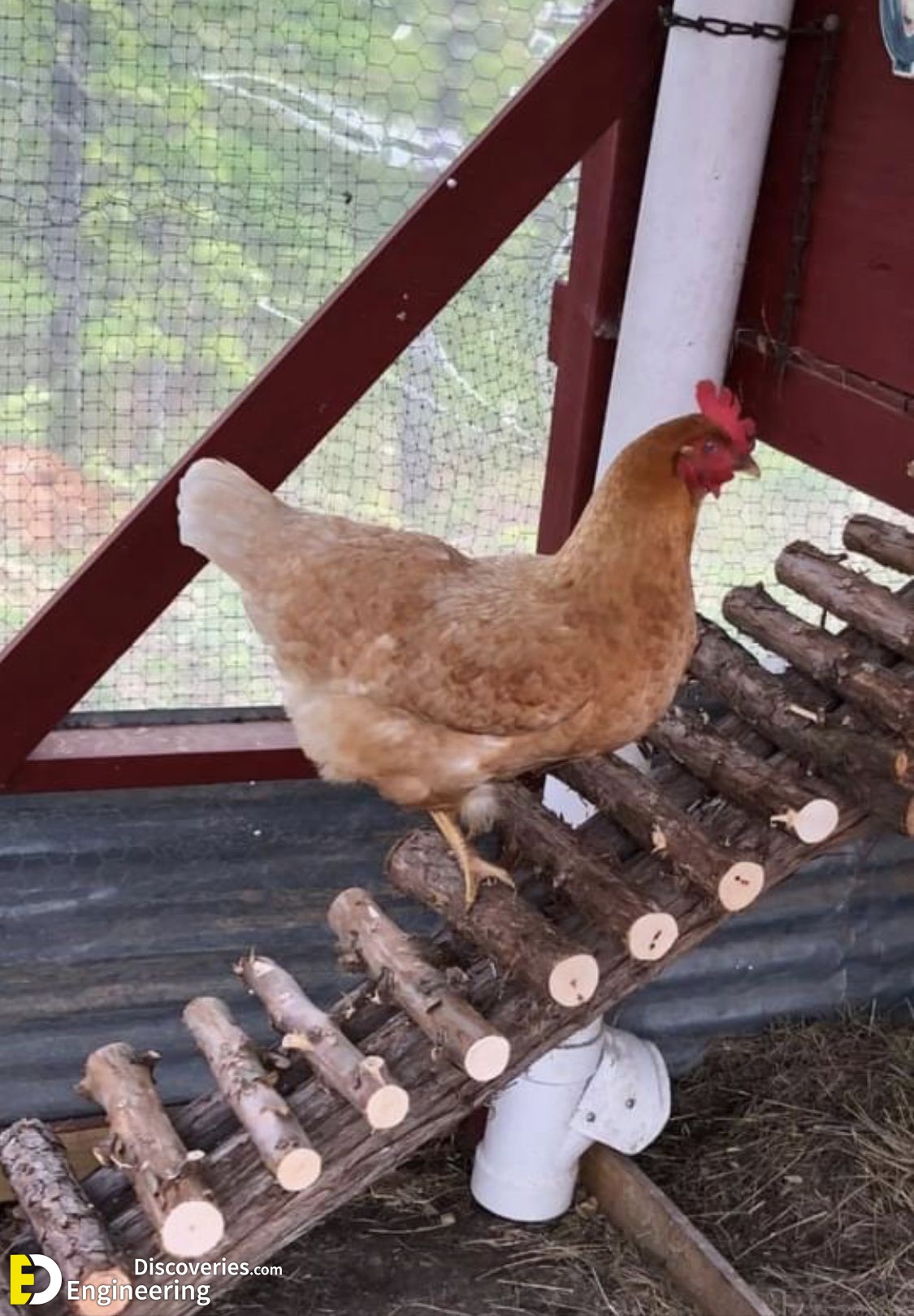 15-engineering-discoveries-creative-chicken-coop-ideas-youll-want-in-your-backyard.jpg