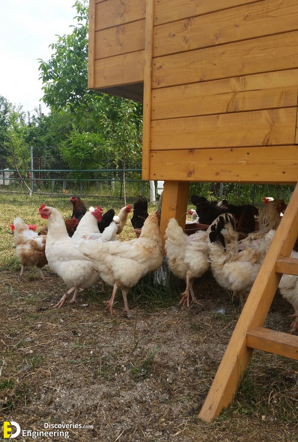 3-engineering-discoveries-creative-chicken-coop-ideas-youll-want-in-your-backyard.jpg