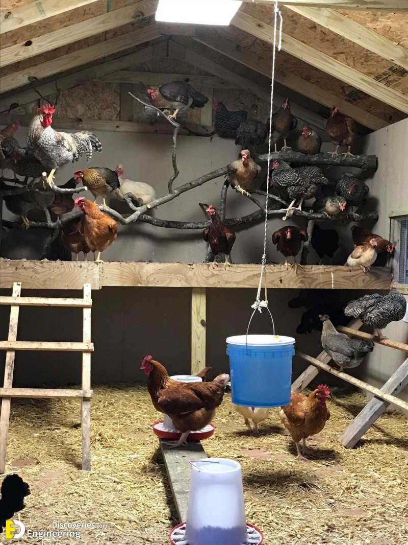 6-engineering-discoveries-creative-chicken-coop-ideas-youll-want-in-your-backyard.jpg